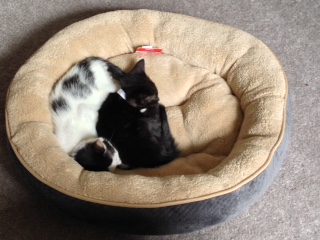 Yin and Yang IMG_0822